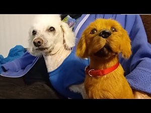 Poodle becomes extremely jealous of fake dog