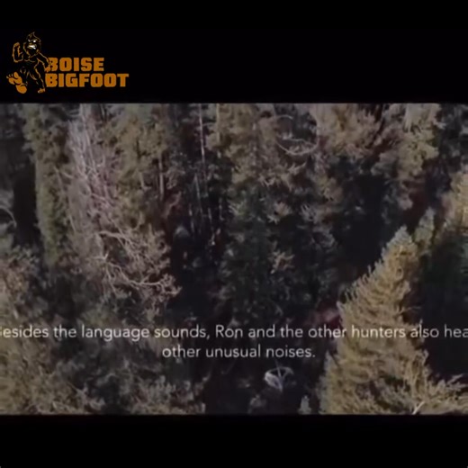 These recordings of reported Bigfoot vocalizations captured in the 70s by Ron Morehead and Al Berry deep within the Sierra Mountains are truly nightmare inducing. The recordings could be some of the most conclusive evidence for the existence of Sasquatch. Ron Morehead tells us in his words more about this encounter and what happened deep within those thick forests of the Pacific Northwest. #boisebigfoot #cryptidclan #foryouシ #bigfoot | Boise Bigfoot