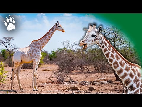 THE LAST GIRAFFE: The Ultimate Fight for Survival 🦒 NIGER | Wildlife Documentary