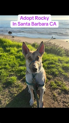 Looking for a calm, loving companion this Christmas? 🎄 Meet Rocky (Rockwell) — sweet, gentle, and full of love. 💝 CAN’T ADOPT? Please SHARE! Your share can help Rocky find his forever home. ROCKY THANKS YOU! Rocky was saved from the euthanasia list by Kennels 2 Couches and now just wants a place to belong. He walks well on leash, rides great in the car, sleeps through the night, gets along with dogs, and is indifferent to cats. House trained, crate trained, knows sit, stay, come. He’s affectio