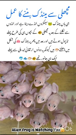 Discover the Alien purple Frog 🐸 #frog #naturefacts #wildlife #nature #shorts