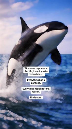 Search “Daily Affirmations: LoopAffirm” in the App Store #loopaffirmapp #manifesting #affirmations #manifestingtok #lawofattraction