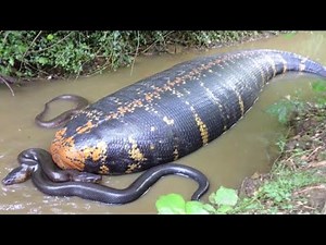 Rare Footage: Mother Anaconda Protecting Her Babies in the Amazon