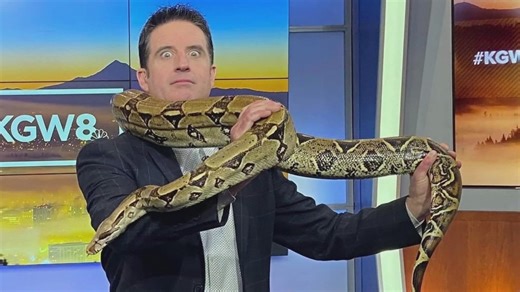 Meet new 9NEWS Mornings anchor Drew Carney