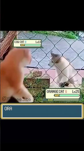 Orange Cat used Disarming Voice, It is super effective!#pokemon #pokemonmeme #funnycats #catvideos