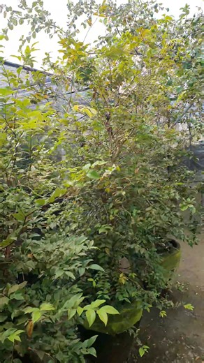 𝙍𝙚𝙙 𝙃𝙮𝙗𝙧𝙞𝙙 𝙅𝙖𝙗𝙤𝙩𝙞𝙘𝙖𝙗𝙖. Arguably, considered by many collectors and jabos enthusiasts around the world as the perfect exotic fruit bearing tree. Species: Plinia Aureana X Cauliflora Variety: Red Hybrid Age: 1.5 yrs old, seedlings Taste: Muscadine grapes Brix scale: 18-20 Location: San Rafael, Mexico, Pampanga Price: P1,200 (pick up price) *We also ship via: Drop n Go, Lalamove and LBC. additiona shipping cost Note: All videos and clips used in this post are all originals and I 