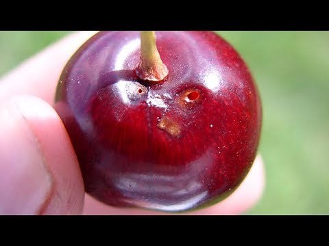 Spotted Wing Drosophila Control in Cherries