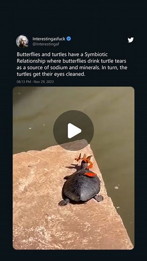InterestingAsFuck | Butterflies are attracted to the tears of turtles and other reptiles because the tears contain essential nutrients like salts and minerals.... | Instagram