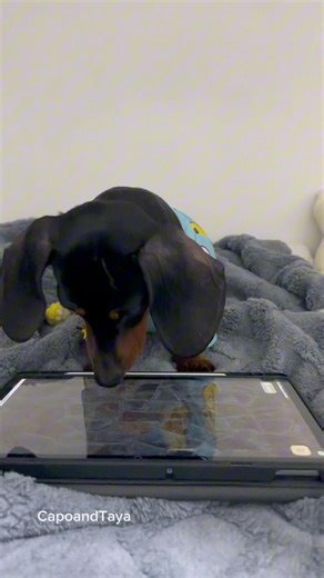 Your dachshund is a ball catcher #dogs #dog