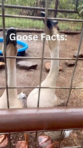 When Two Geese Adopt a Duck