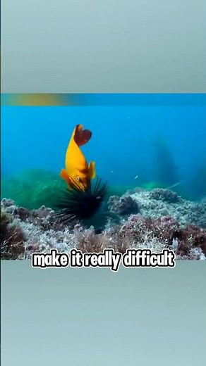 This fish guides fishermen to hunt sea urchins