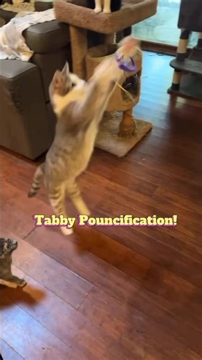 A Peek Inside Our 45-Cat Livestreams😻 |WujiKitty