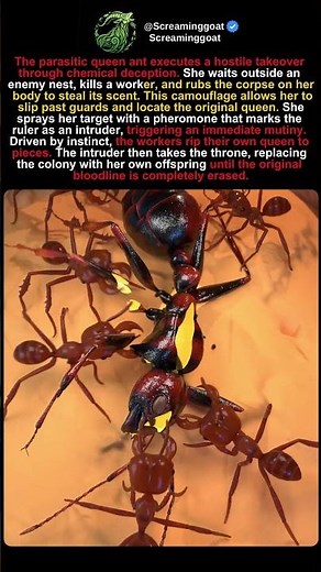 The "Imposter" Queen: How One Ant Destroys an Entire Empire 🐜👑