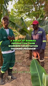 3K views · 56 reactions | A Recap of Our Banana Production Farm...