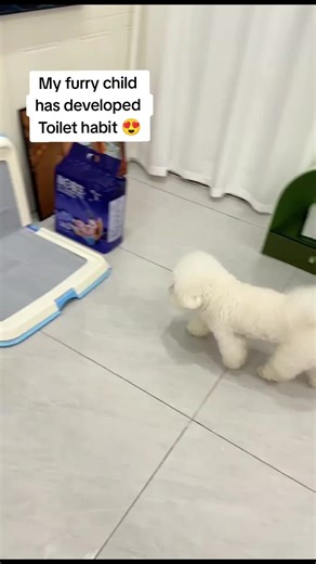Still wiping the floor every day? This dog toilet will truly free up your hands! The pee pads paired with the dog toilet are incredibly useful. Changing the pee pads promptly keeps the house clean and fresh every day. The absorbent pee pads dry instantly, keeping your feet dry and hygienic. The dog toilet is also very easy to clean; a simple wipe is all it takes. A must-have for lazy dog owners! #dog Dog potty trained #CutePetDailyLife #BichonFrise