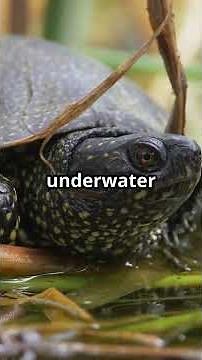 Breathe Through Their Cloaca/Butt?!! #tiktok