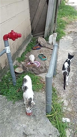 Afternoon feeding time for the Colony cats #cats #outdoors #eating #gatos