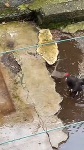 Kung Fu Theatre - Rooster Style vs Golden Rat Style. 👉👉👉 Join our group : Animals Life. Thank you so much ❤ | Survival Animal