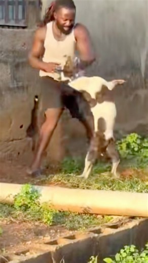 Separating two dogs