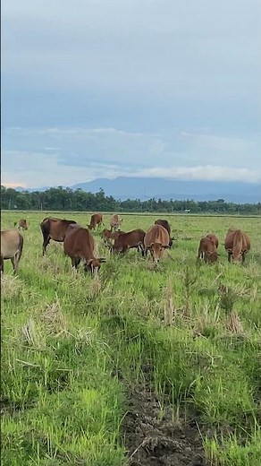 🐄 Watch Happy Village Cows Enjoy the Greenest Pasture in a Beautiful Countryside! 🌿