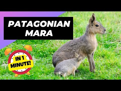 Patagonian Mara - In 1 Minute! 🐇 One Unique Animal You Have Never Seen | 1 Minute Animals