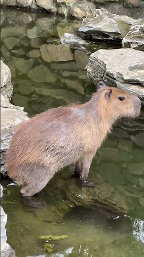 capybara poop