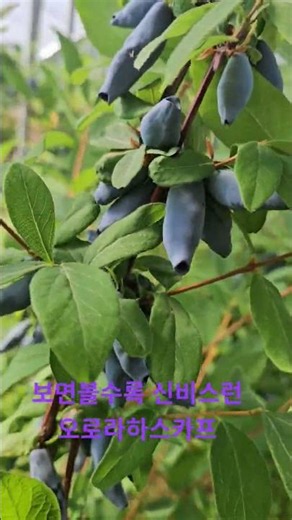 신비스런열매 오로라하스카프 입니다. #물소리새소리농원 #garden #farming #하스카프베리#하니베리#댕댕이나무#허니베리