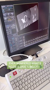 A Top End veterinary clinic has obtained the Territory’s first CT scanner which can take a non-invasive peek inside almost any animal – even a crocodile. “If a croc is suspected of taking dogs or cattle we’ll be able to determine that with the scanner." #croc #crocodile #vet #northernterritory #veterinaryclinic | The NT News