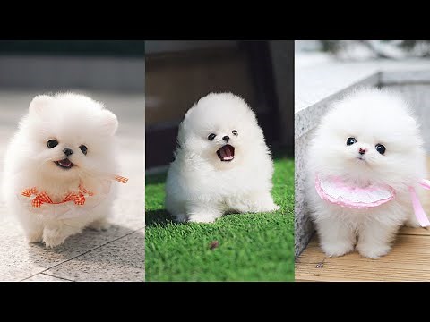 Teacup Pomeranian - Cutest Micro Pomeranian Puppies Video Compilation