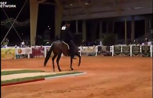 Late night live stream! Watch the Spectrum International Paso Fino Horse Show live now and all through the weekend! bit.ly/Spectrum16 | USEF Network