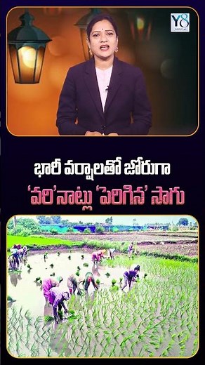 'Full swing' paddy transplanting amidst heavy rains - Increased cultivation @Y8official_8 #heavyr...