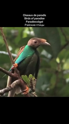 Paradisaeidae (Oiseaux de paradis) Description générale Les oiseaux de paradis forment une famille d’oiseaux célèbres pour leur plumage spectaculaire, leurs longues plumes décoratives et leurs danses nuptiales impressionnantes. Chez la plupart des espèces, les mâles sont beaucoup plus colorés que les femelles — c’est un exemple marqué de dimorphisme sexuel. ⸻ 🧬 Nombre d’espèces La famille comprend environ 42 à 45 espèces (selon la classification), réparties en 15 à 17 genres. ⸻ 🌍 Habitat Les o