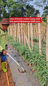 fertilizing chilies at 50 days after planting #agriculturechannel partner