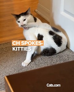 31K views · 2.1K reactions | These adorable cats are showing how they live with Cerebellar Hypoplasia  | Cats.com | Facebook