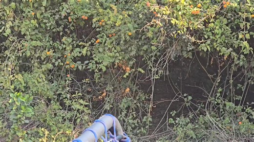 Jim Corbett National Park Jhirna Zone Jungle Safari! Today Morning Super Tiger Sighting! Tiger crossed dry River, this video is of today's morning jungle safari. Jhirna zone #followerseveryonehighlights #Ramnagar #familyfriendly #birdphotography #views1m #jhirnazone #Frh #postviralシ #canteen #ElephantAttack #TigerAttack #jhirna #jimcorbettwildlifeandnatureview #wildlife #view #winter #trend #cat #bigcats #catlovers #beutiful #videoviral #India #uttarakhand #ramnagaruttarakhand #nainital #snowfal