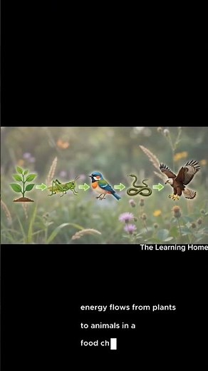 Food Chain Explained | How Energy Flows Through Living Things | Science for Kids