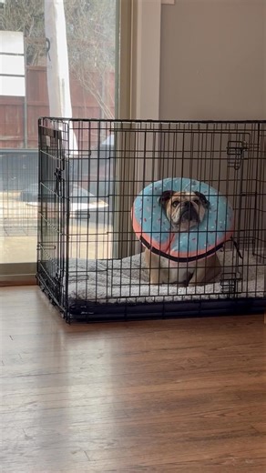 27K views · 1.1K reactions |  DOUGH-NOT IGNORE ME: Foster girl...