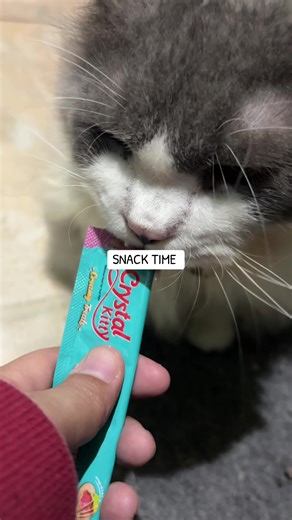 Rocky_cat (@hirocky_cat)’s videos with original sound - Rocky_cat