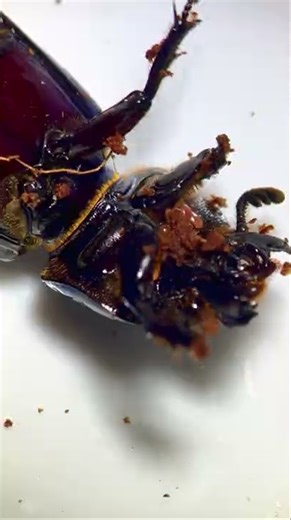 This beetle screams when disturbed!