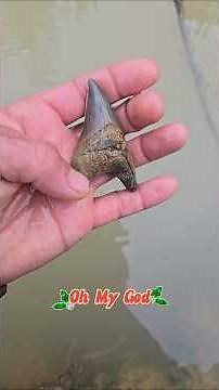 Almost 3 inch Benedini Shark Tooth Discovery #fossilhunt #southcarolina