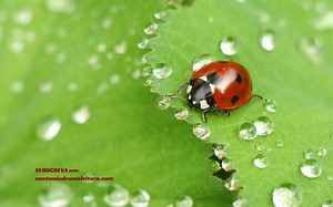 Joaninhas: significado e curiosidades · Anatomia de uma leitora