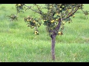 Arboles frutales cultivo y cuidados