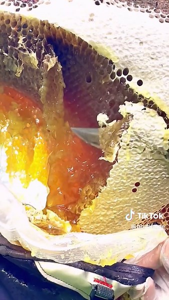 wow, satisfying #wasp #beekeeper #honey #satisfying #tiktok #beetok | honey asmr