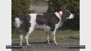 Common Health Problems in French Spaniel Dogs