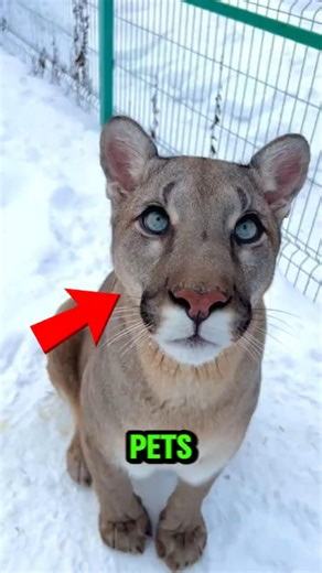 TOP 5 WILD ANIMALS PEOPLE ACTUALLY KEEP AS PETS 🐅😱 #WildPets #AnimalFacts #ShockingCreatures