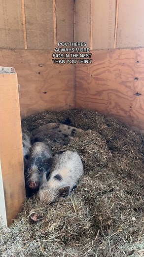 Haha the cuddliest little loves!!!! Norman, Jenny, Jovie, Gloria and George hehe. This is sanctuary ❤️ #cuddle #snuggles #cozy #pigs | Sleepy Pig Farm