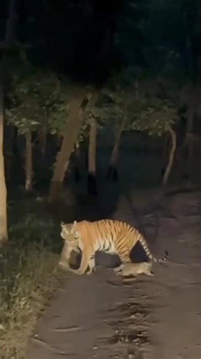 Chilla Rajaji National Park 🐅 Haridwar