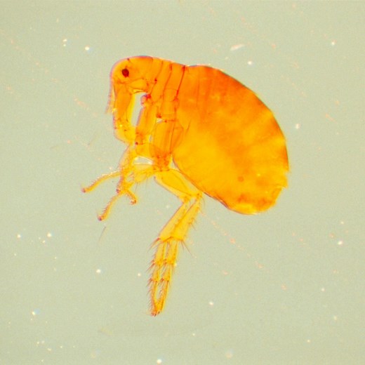 How Long Will Fleas Live In a House Without Pets