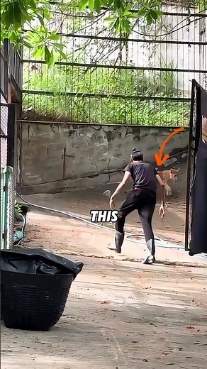 This Lion escaping from the Zoo for a reason 😮‍💨🤯