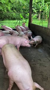 158K views · 6K reactions | Lo más importante en la ceba es saber cuál es el peso inicial de los animales con el que vamos a arrancar el lote, y cuál es el peso final que quiere el productor o su objetivo final. Para esto, revisemos los históricos que tenemos de ganancias, históricos de conversión y claro esta, cuál es el objetivo de peso de salida del animal. ¿Cuál es el Peso ideal de salida ?  | Zootecnia del Campo | Facebook